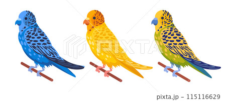 Decorative budgies. Domestic colorful budgies, cute budgie birds flat vector illustration set. Cartoon birds on white background Decorative budgies. Domestic colorful budgies, cute budgie birds flat vector illustration set. Cartoon birds on white background 115116629