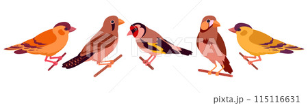 Domestic birds. Decorative birds, canary, finch and goldfinch isolated flat vector illustration set. Cartoon cute birds collection 115116631
