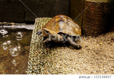 雨の日のニホンイシガメ 115116857