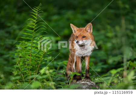 Portrait of a red fox standing on tree in a forest. 115116959