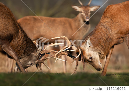 Portrait of two young red deer stags fighting during rutting season in autumn 115116961