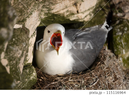 Portrait of a kittiwake with open mouth nesting on a cliff edge Portrait of a kittiwake with open mouth nesting on a cliff edge 115116964