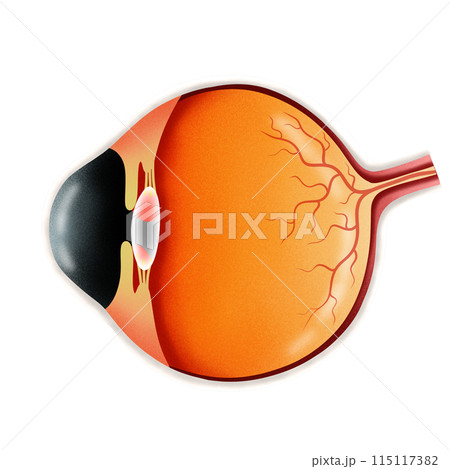 Human eye anatomy illustration by hand drawn 115117382