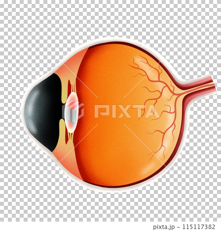 Human eye anatomy illustration by hand drawn 115117382