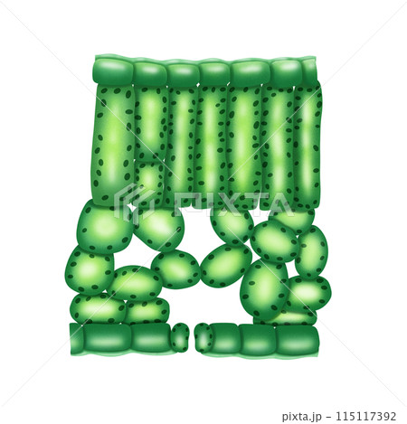 Cross section of leaf illustration by hand drawn 115117392