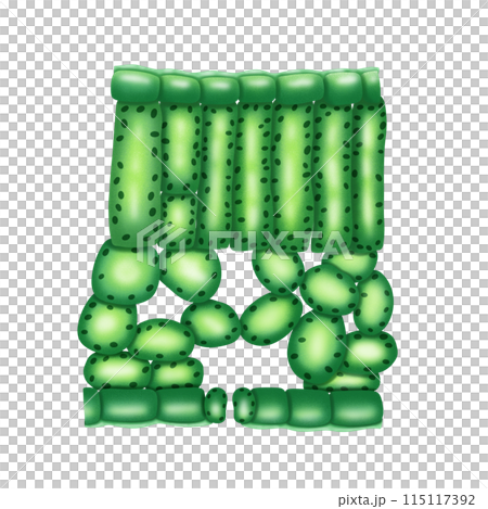 Cross section of leaf illustration by hand drawn 115117392