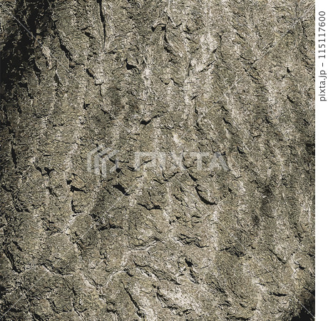 Vector illustration of Paulownia tomentosa tree bark. Princess or Empress tree or Foxglove tree Vector illustration of Paulownia tomentosa tree bark. Princess or Empress tree or Foxglove tree 115117600