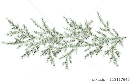 Watercolor Christmas tree branches. Hand painted fir-needle natural elements illustration on isolated background. Freehand drawing of festive needles from spruce, decoration for christmas and new year 115117646