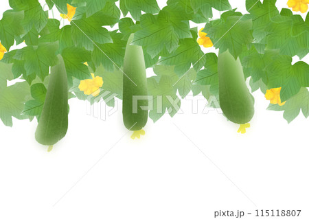 糸瓜(ヘチマ)の花のカード1 糸瓜(ヘチマ)の花のカード1 115118807