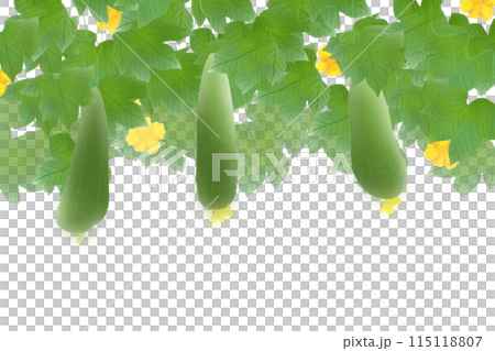 糸瓜(ヘチマ)の花のカード1 糸瓜(ヘチマ)の花のカード1 115118807