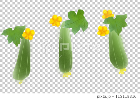 糸瓜（ヘチマ）の花のカード3 115118816