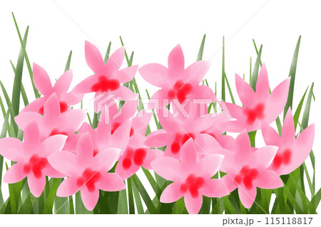 檜扇（ヒオウギ）の花のカード1 115118817