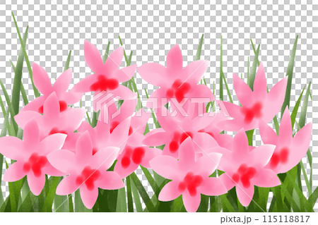 檜扇（ヒオウギ）の花のカード1 115118817