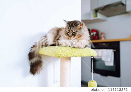 gray fluffy big cat sitting on cat tree gray fluffy big cat sitting on cat tree 115118871