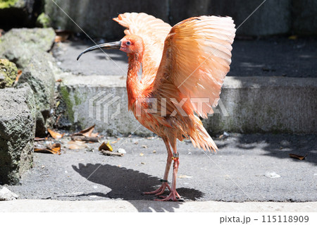 ひなたぼっこ中のショウジョウトキ ひなたぼっこ中のショウジョウトキ 115118909