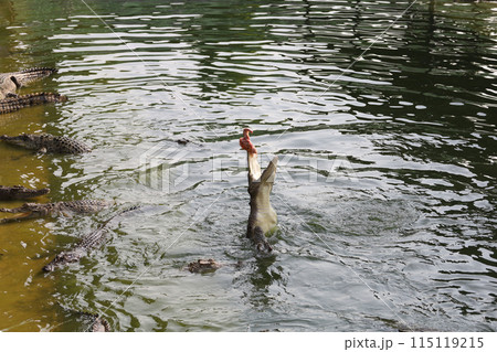 Close up salt crocodile is show action jump on river 115119215