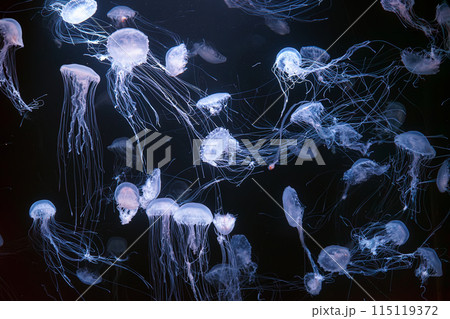 Group of Atlantic sea nettle jellyfish floating in illuminated aquarium Group of Atlantic sea nettle jellyfish floating in illuminated aquarium 115119372