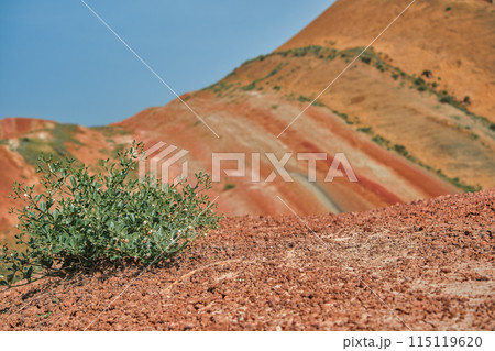 Breathtaking unearthly landscape with a blooming spring bush on a background with bright multi-colored red hills, picturesque and serene alien landscape with mine space for concept 115119620