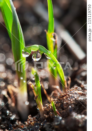 Cereal sprouts in drops of water after rain on a spring field, warm sunlight, concept of the power of life and earth day Cereal sprouts in drops of water after rain on a spring field, warm sunlight, concept of the power of life and earth day 115119750