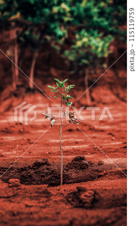 A young tree pushing through the soft red earth, set against the backdrop of a green young forest, a sense of harmony and renewal A young tree pushing through the soft red earth, set against the backdrop of a green young forest, a sense of harmony and renewal 115119759