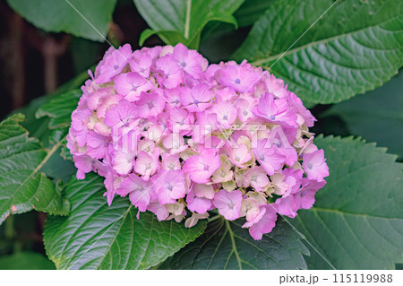 紫色に色づきつつある多くの装飾花を備えるアジサイの手毬咲きの花房をクローズアップで撮影した写真 紫色に色づきつつある多くの装飾花を備えるアジサイの手毬咲きの花房をクローズアップで撮影した写真 115119988