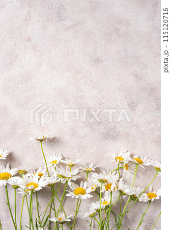 Beautiful meadow chamomile on a pink-gray background. Concept botanical flat lay.  115120716