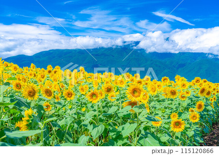 【夏素材】明野のひまわり畑と青空【山梨県】 115120866