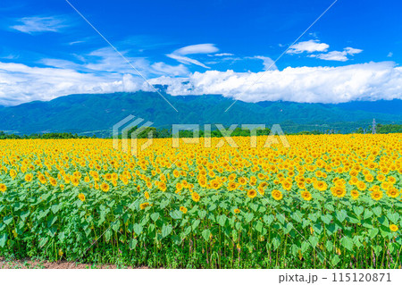 【夏素材】明野のひまわり畑と青空【山梨県】 115120871