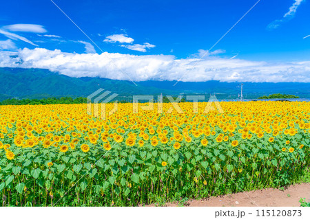 【夏素材】明野のひまわり畑と青空【山梨県】 【夏素材】明野のひまわり畑と青空【山梨県】 115120873
