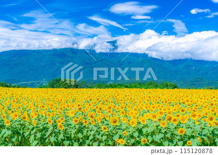 【夏素材】明野のひまわり畑と青空【山梨県】 【夏素材】明野のひまわり畑と青空【山梨県】 115120878