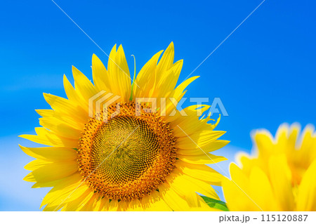 【夏素材】明野のひまわり畑と青空【山梨県】 115120887