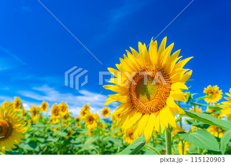 【夏素材】明野のひまわり畑と青空【山梨県】 115120903