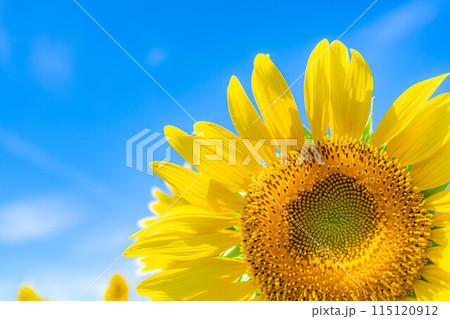 【夏素材】明野のひまわり畑と青空【山梨県】 115120912