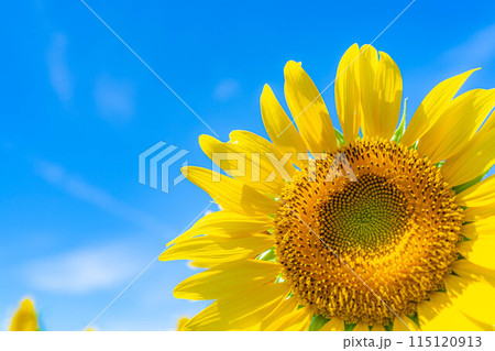 【夏素材】明野のひまわり畑と青空【山梨県】 115120913