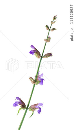 Salvia Officinalis isolated on white background. Purple pink flowers of sage. Medicinal and culinary herb. 115120927