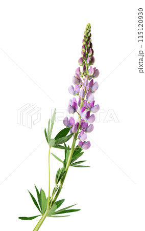 Violet lupine flower isolated on white background. Bunch of colorful lupines, spring flower. Violet lupine flower isolated on white background. Bunch of colorful lupines, spring flower. 115120930