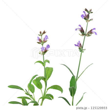 Salvia Officinalis isolated on white background. Purple pink flowers of sage. Medicinal and culinary herb. 115120933