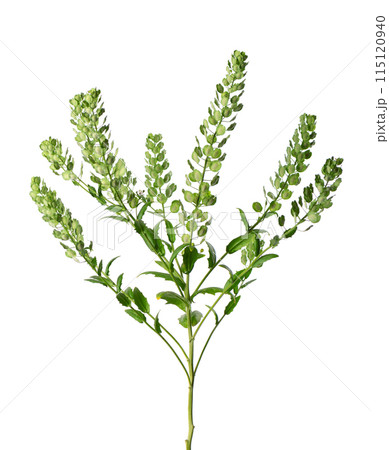 Thlaspi arvense isolated on white background. Flattened, oval seedpods of Field Pennycress. Medicinal herb. Thlaspi arvense isolated on white background. Flattened, oval seedpods of Field Pennycress. Medicinal herb. 115120940