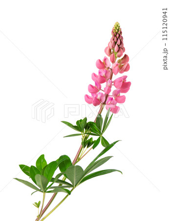 Pink lupine flower isolated on white background. Bunch of colorful lupines, spring flower. 115120941