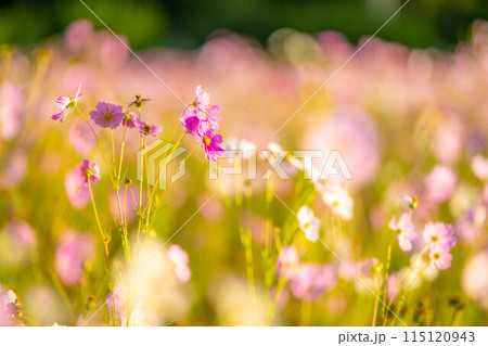 【秋素材】朝日を浴びるコスモス【長野県】 115120943