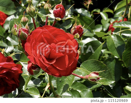 スカーレットボニカ スカーレットボニカ 115120989