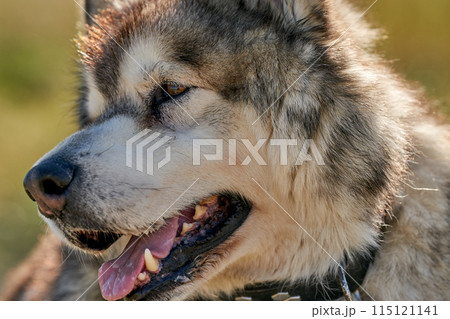 dog alaskan malamute close up portrait 115121141