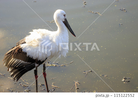 水辺に集う国の特別天然記念物コウノトリ 水辺に集う国の特別天然記念物コウノトリ 115122552