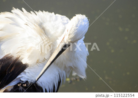 水辺に集う国の特別天然記念物コウノトリ 115122554