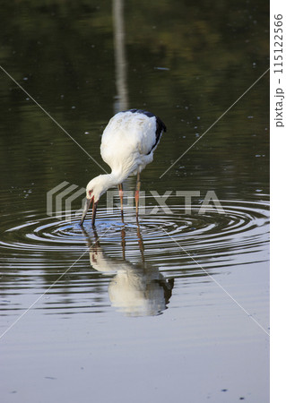 水辺に集う国の特別天然記念物コウノトリ 115122566