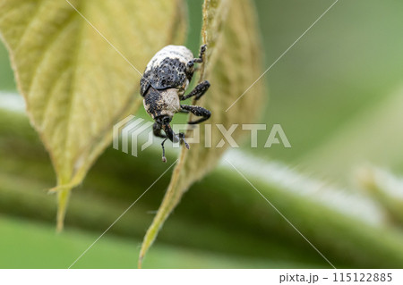 オジロアシナガゾウムシ 115122885