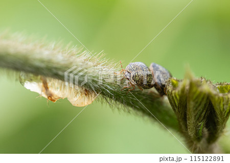 マルカメムシ マルカメムシ 115122891