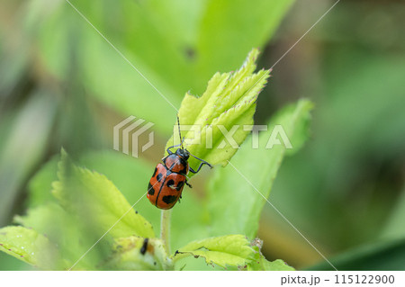 クロボシツツハムシ 115122900