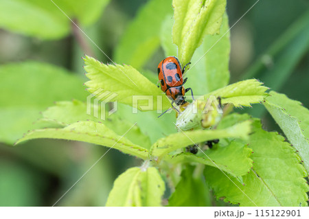 クロボシツツハムシ クロボシツツハムシ 115122901