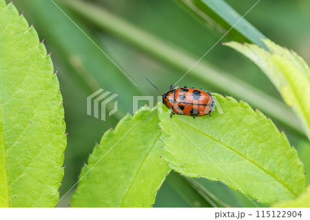 クロボシツツハムシ クロボシツツハムシ 115122904